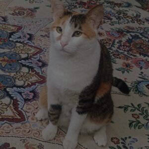 واگذاری فوری پیشی ماده