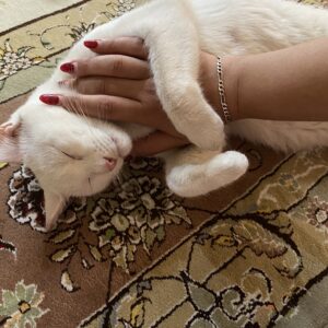 گربه سفید پیدا شده
