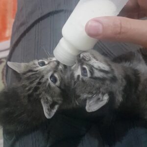دوتا بچه گربه یکماهه