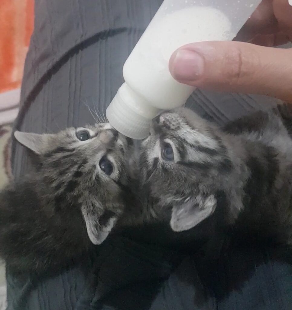 دوتا بچه گربه یکماهه