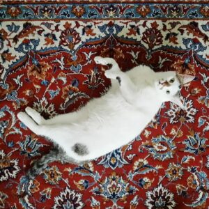 واگذاری مارکوف