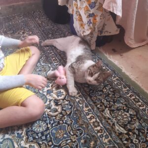 گربه باردار گم شده