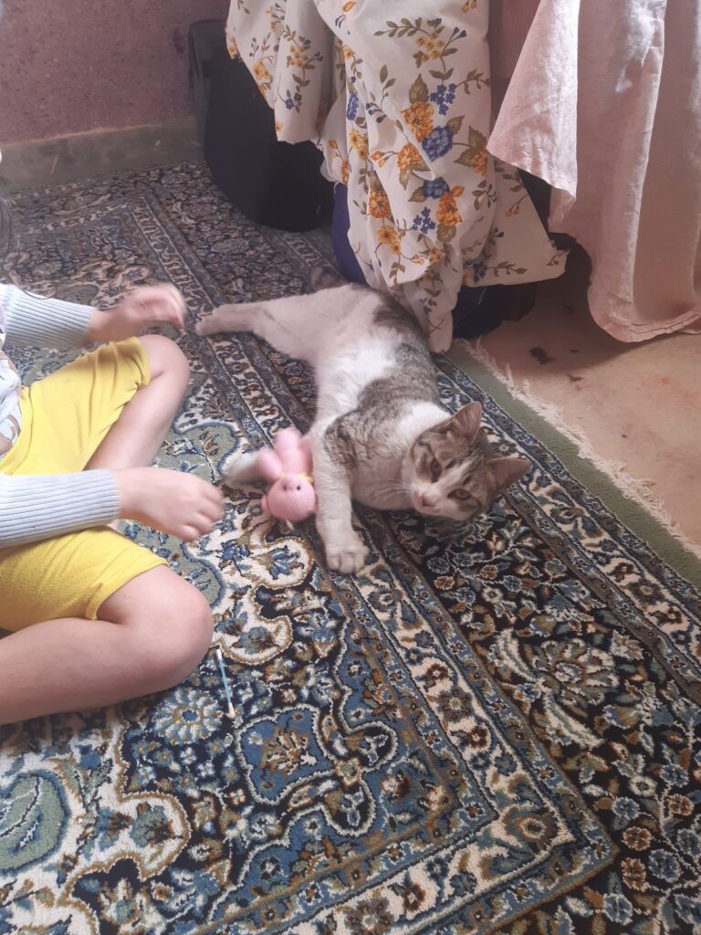 گربه باردار گم شده