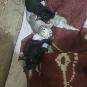 واگذاری (تا سه) بچه‌گربه