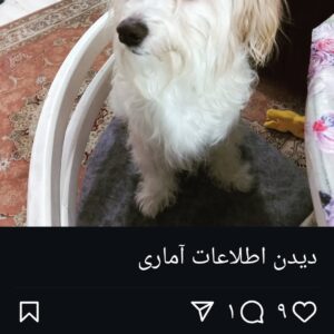 واگذاری یه سگ اپارتمانی