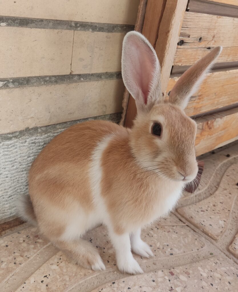 خرگوش