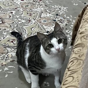 واگذاری رایگان گربه ۶ ماهه(پیام بدین تماس پاسخ داده نمیشود)