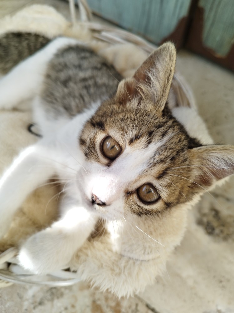 گربه گمشده