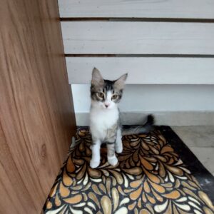 بچه گربه ۵ماهه dsh نر و ماده