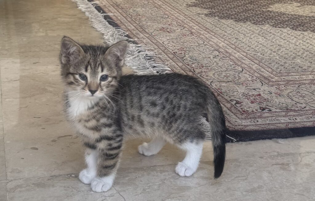 بچه گربه ملوس