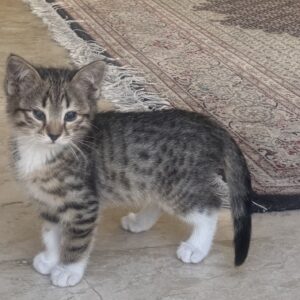بچه گربه ملوس