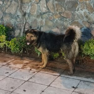 سگ نر ژرمن پیدا شده