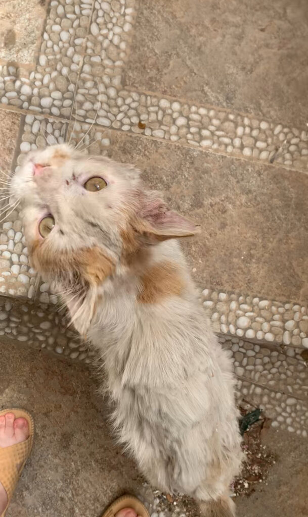 واگذاری رایگان میکس پرشین نر