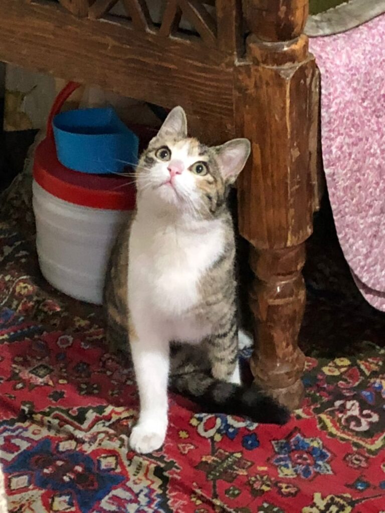 گربه ماده