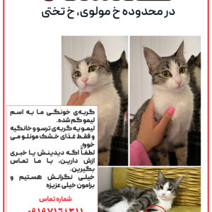 گربه ی گمشده