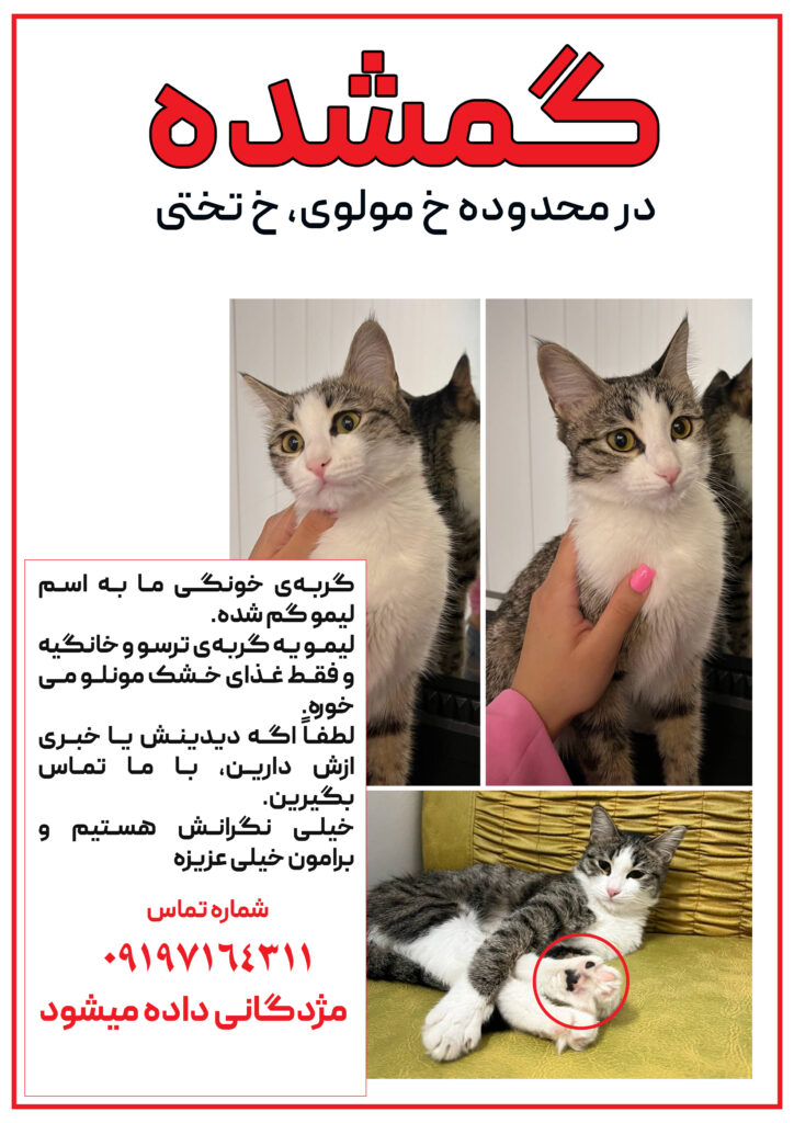 گربه ی گمشده