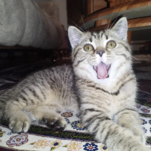 بچه گربه