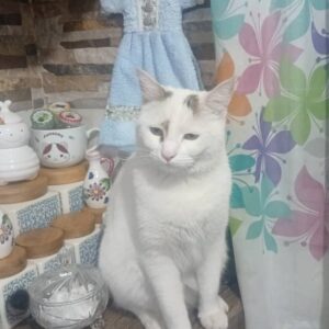 واگذاری گربه رایگان