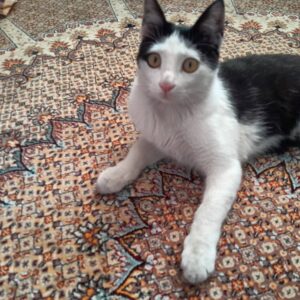 واگذاری گربه