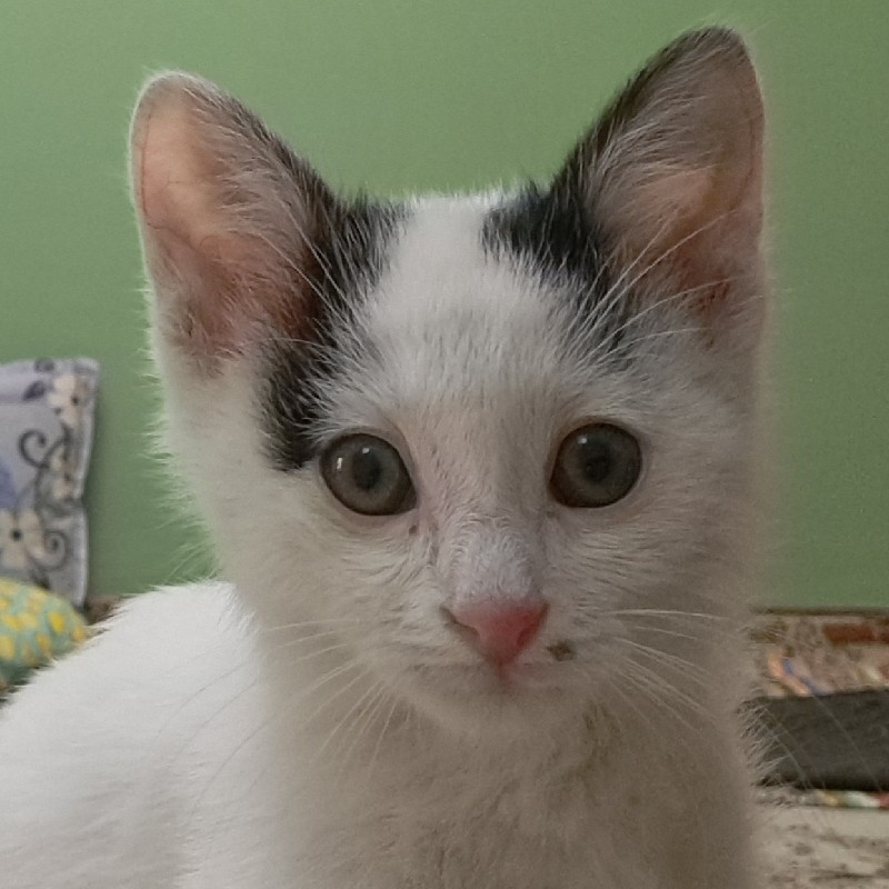 بچه گربه 2 ماهه