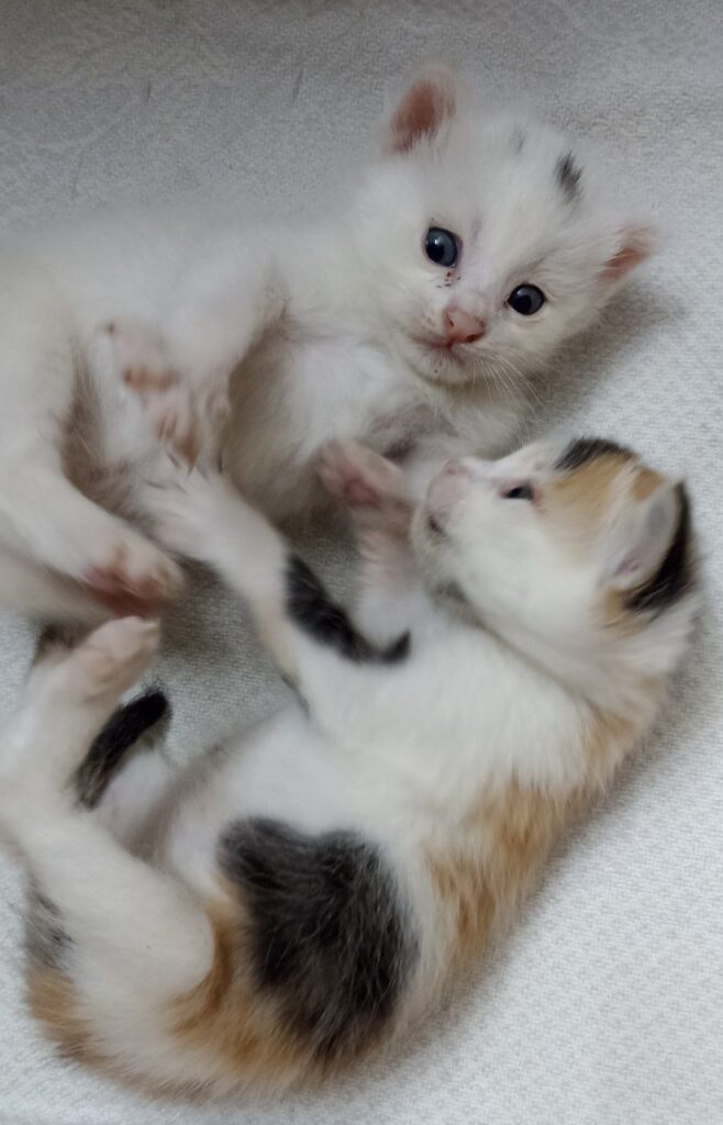 واگذاری ۳ بچه گربه یک ماهه