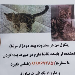 گربه گمشده
