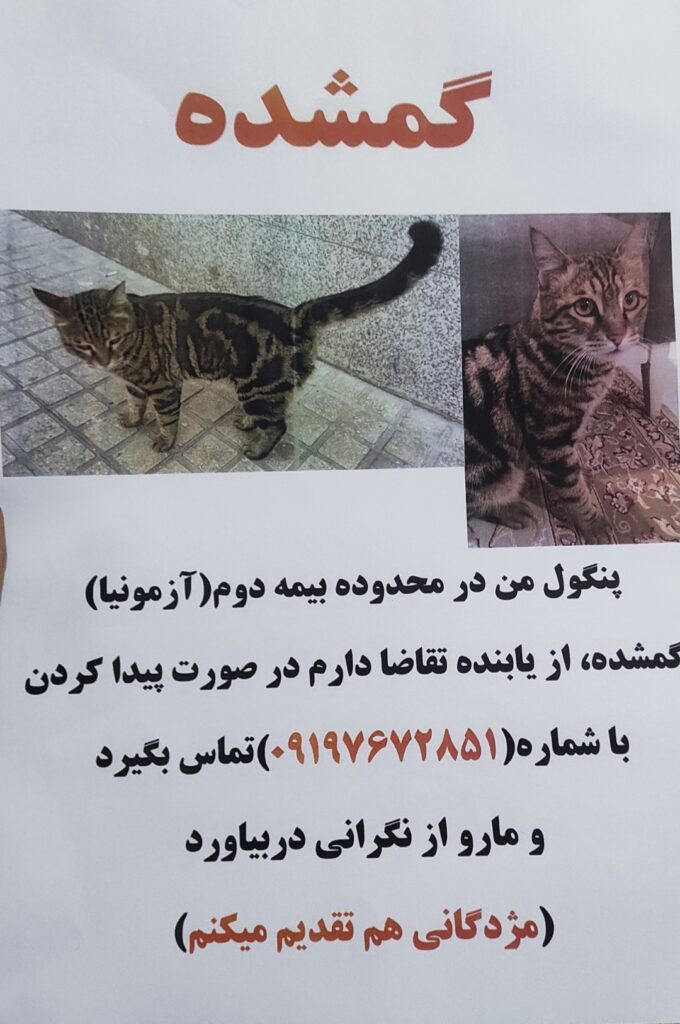 گربه گمشده