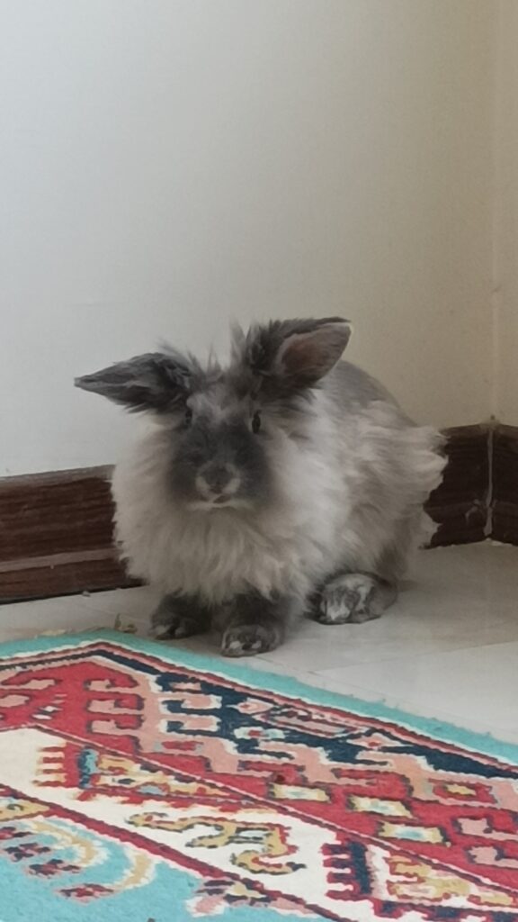 واگذاری رایگان خرگوش