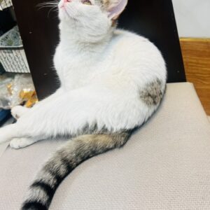 واگذاری گربه dsh سفید