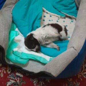 واگذاري سگ بومی یک ماهه
