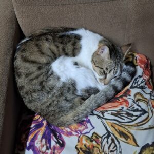 گربه دی اس اچ ماده