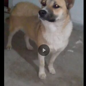 سگ پیدا شده