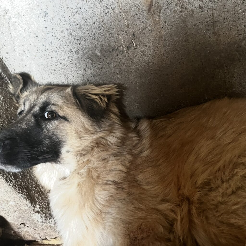 کارامل سگ بومی امدادشده