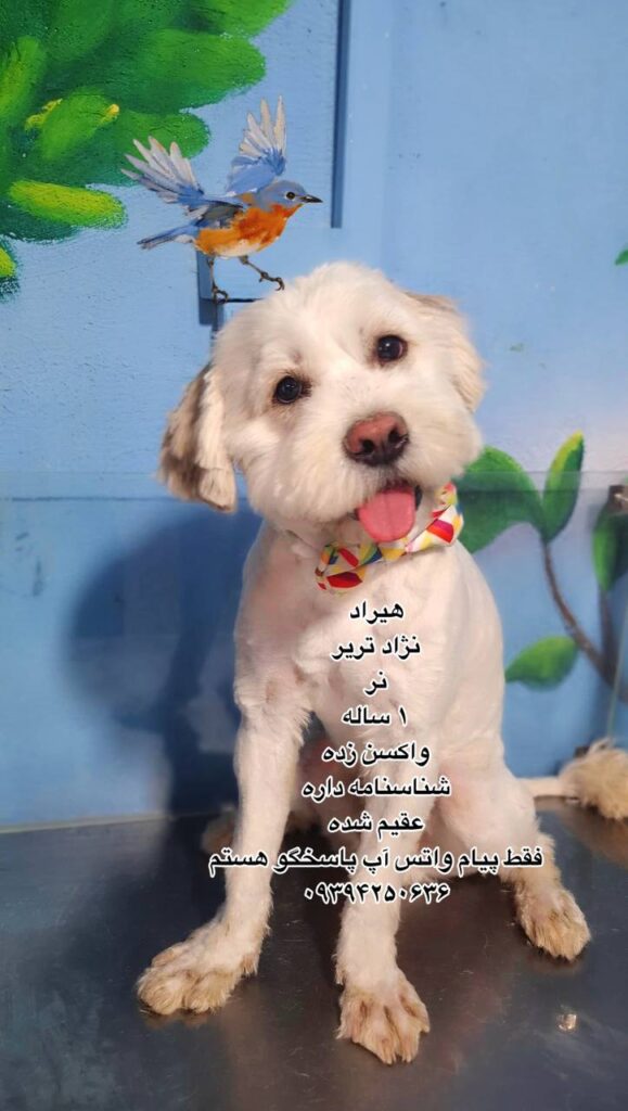 پسر یک ساله تریر