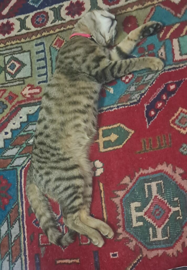 مایکل گربه بنگال گمشده‌ام