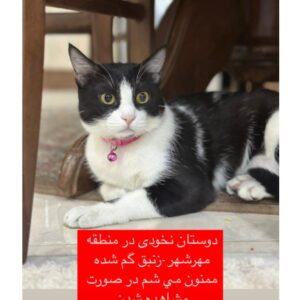گربه تاکسیدو گمشده