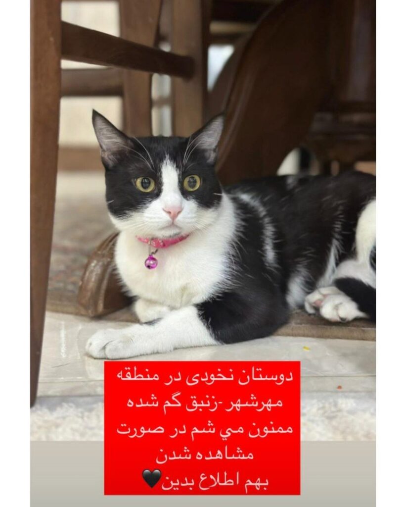 گربه تاکسیدو گمشده
