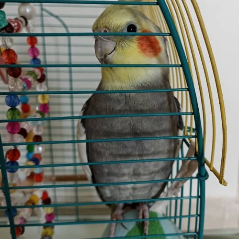 نبات عروس هلندی نر