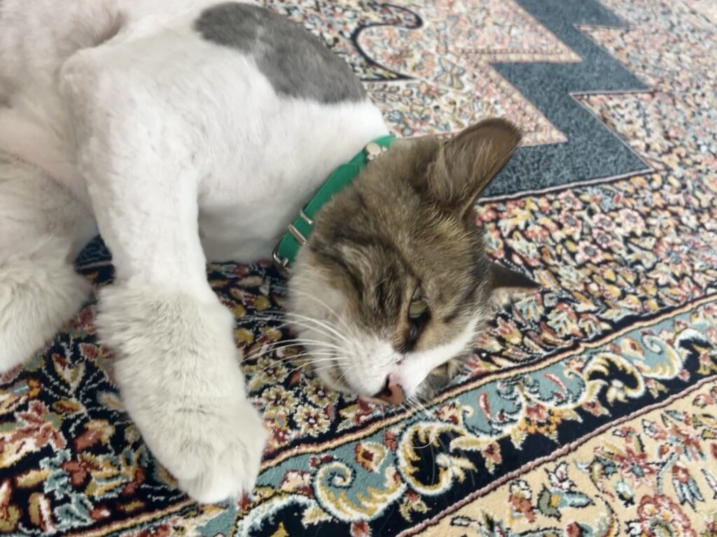 گربه