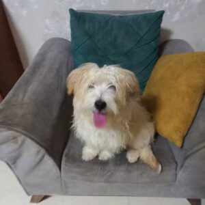 توله ۶ ماهه