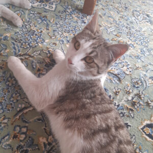 واگذاری گربه ماده