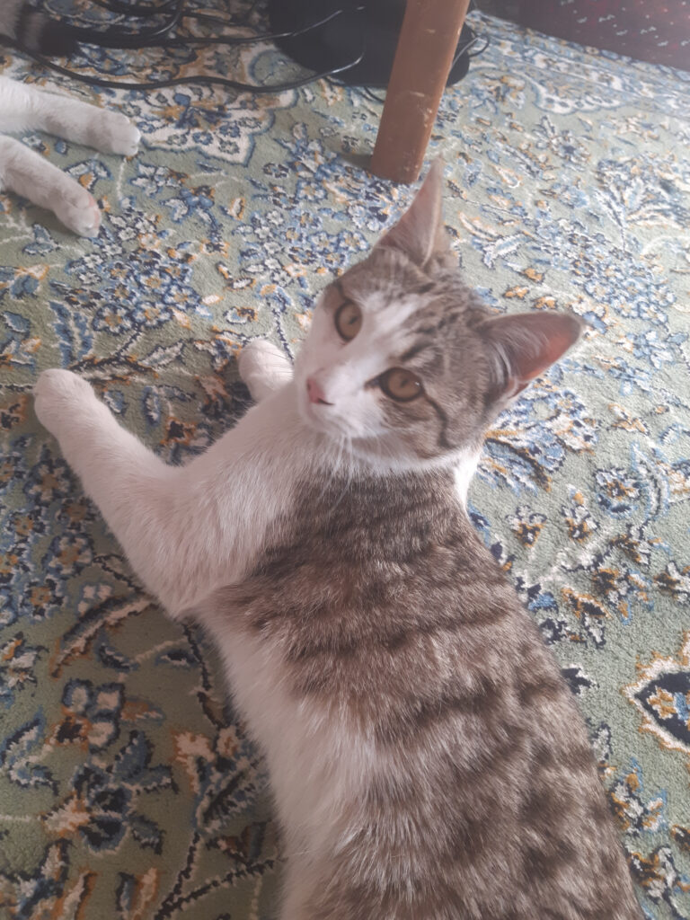 واگذاری گربه ماده