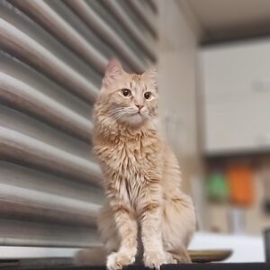 مومو پسر آروم و بغلی