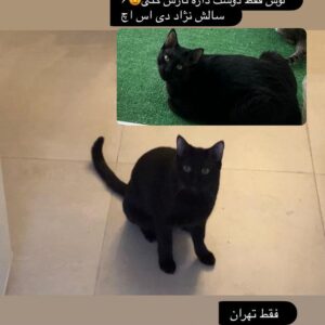 گربه DHS مشکی ۶ ساله عقیم و واکسینه شده
