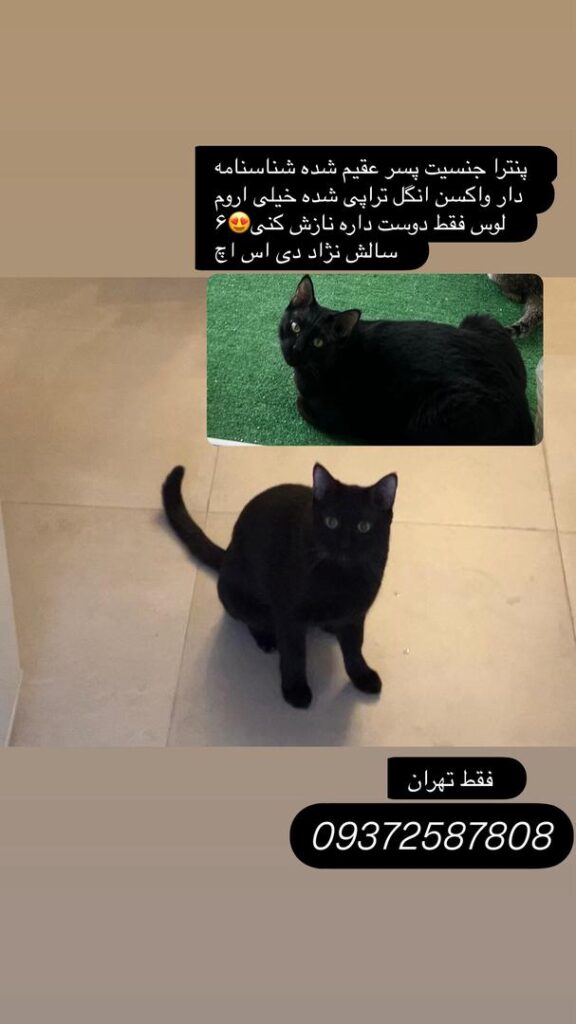 گربه DHS مشکی ۶ ساله عقیم و واکسینه شده