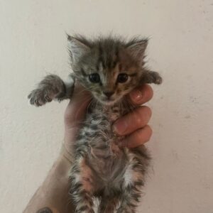 گربه یک ماهه