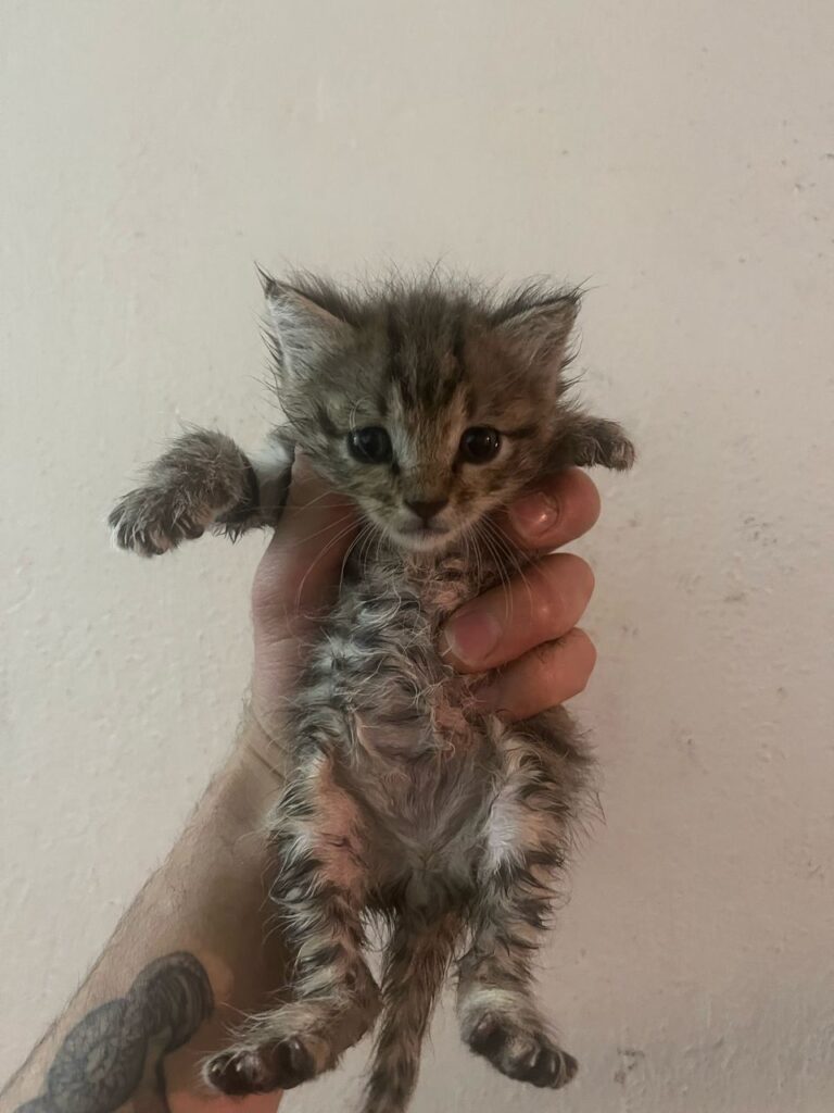 گربه یک ماهه