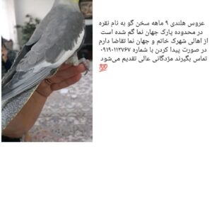 عروس هلندی گمشده