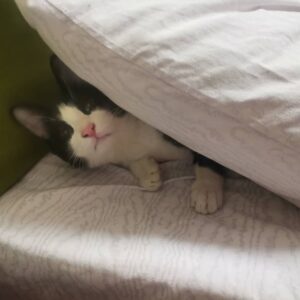 واگذاری ۲ گربه نر و ماده DSH
