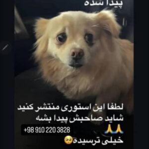 این فرشته رو توی خیابان پیامبر پیدا کردیم گمشده